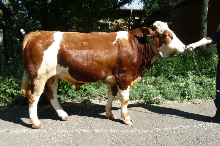 ВЕЛЕС 1372 КСС-1594